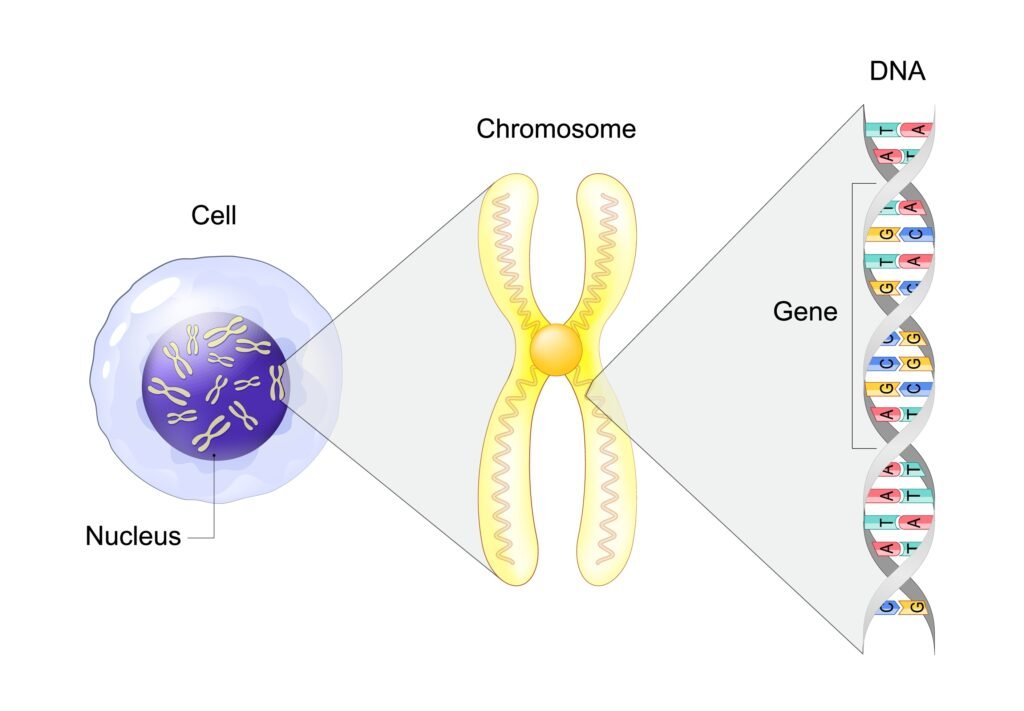 a visual aid describing a cell and how DNA is derived.
